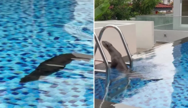 An otter was spotted in a private pool.
