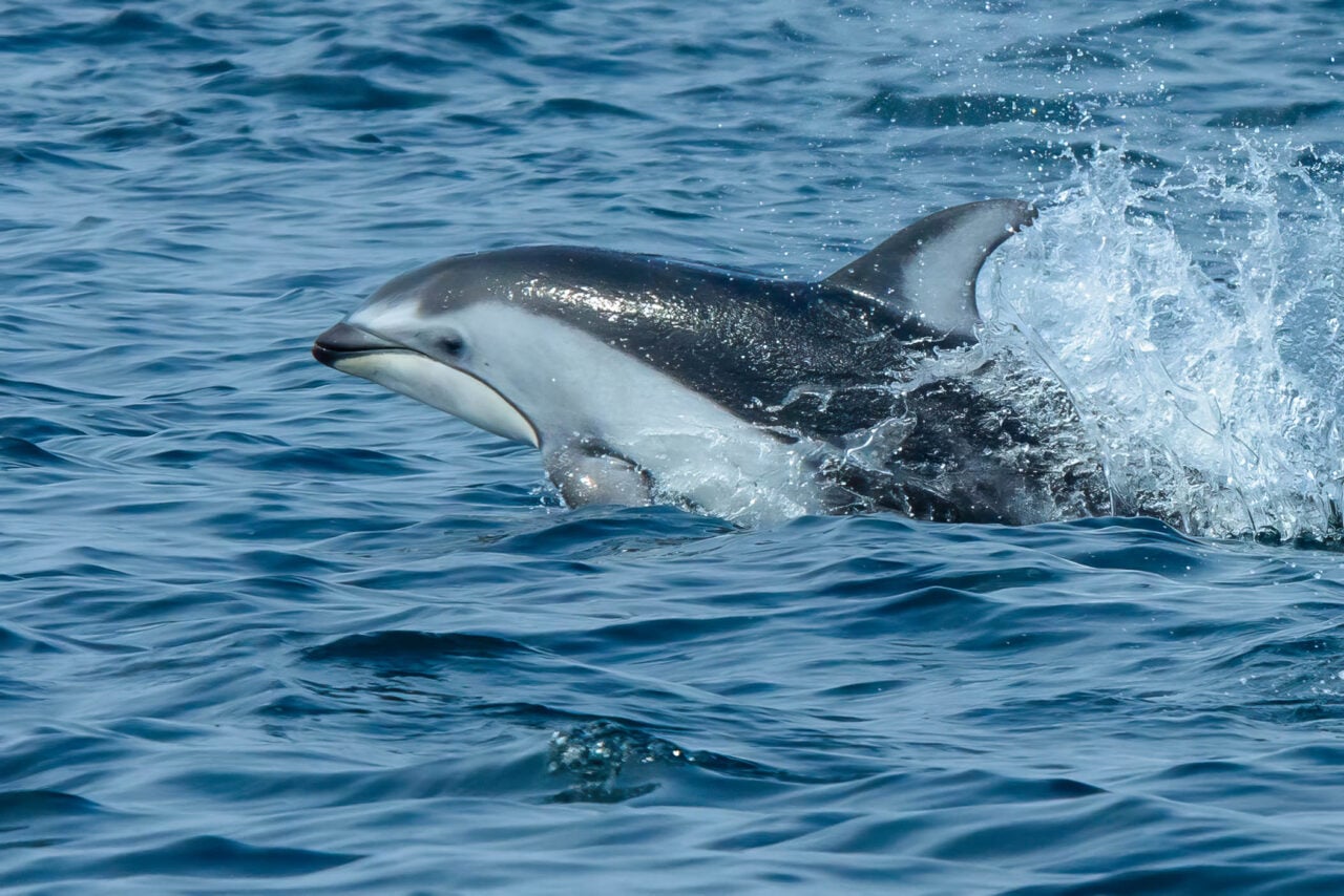 Pacific White Sided Dolphins