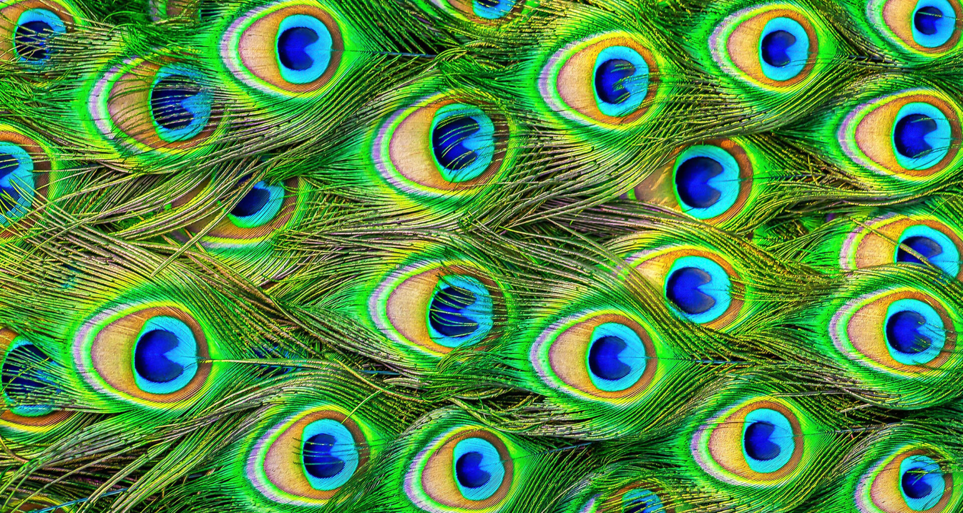 Peacock feathers can be lasers, a first in the animal kingdom