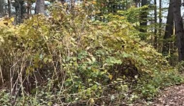 A viral TikTok by HEAL Farms shows how pigs can eradicate Japanese knotweed — an invasive species — just by eating it.