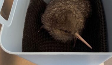 Surprise Kiwi Pukupuku Population Grows