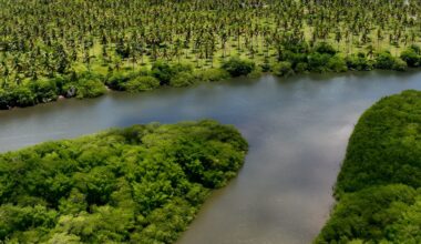 The vibrant call of red-browed amazons is echoing in Brazil's Atlantic Forest after decades of silence.