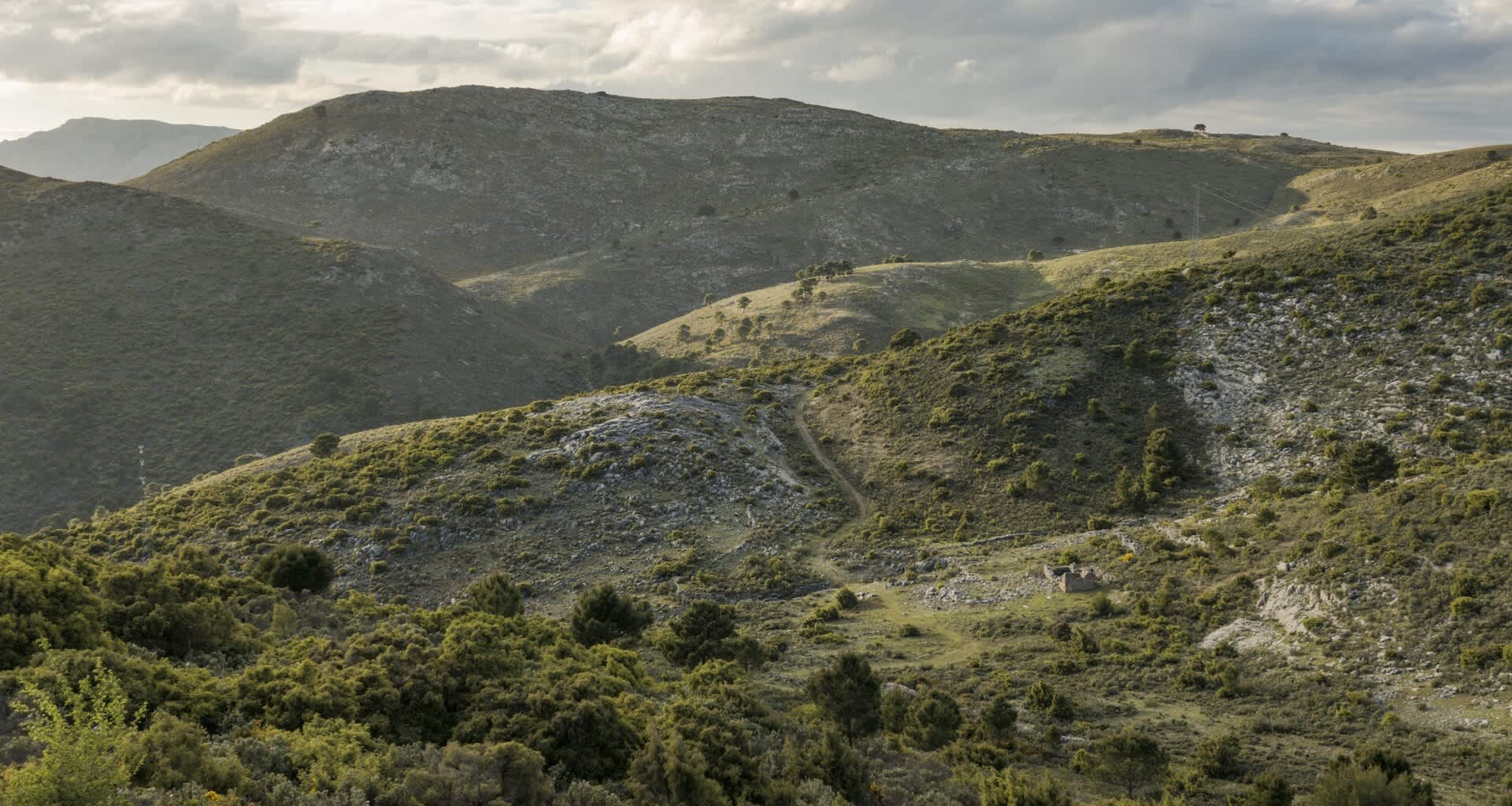 Red kites were on the brink of extinction in the UK by the early '90s, but have since seen a remarkable recovery.