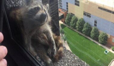 Raccoon goes on liquor binge, passes out in toilet