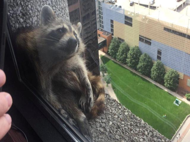 Raccoon goes on liquor binge, passes out in toilet