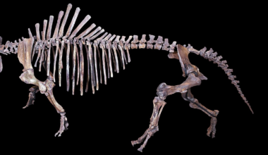 New Hornless “Arctic Rhino” Fossil Discovered