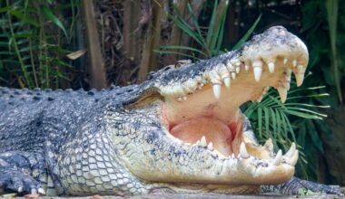 Which Animal Has The Strongest Bite?