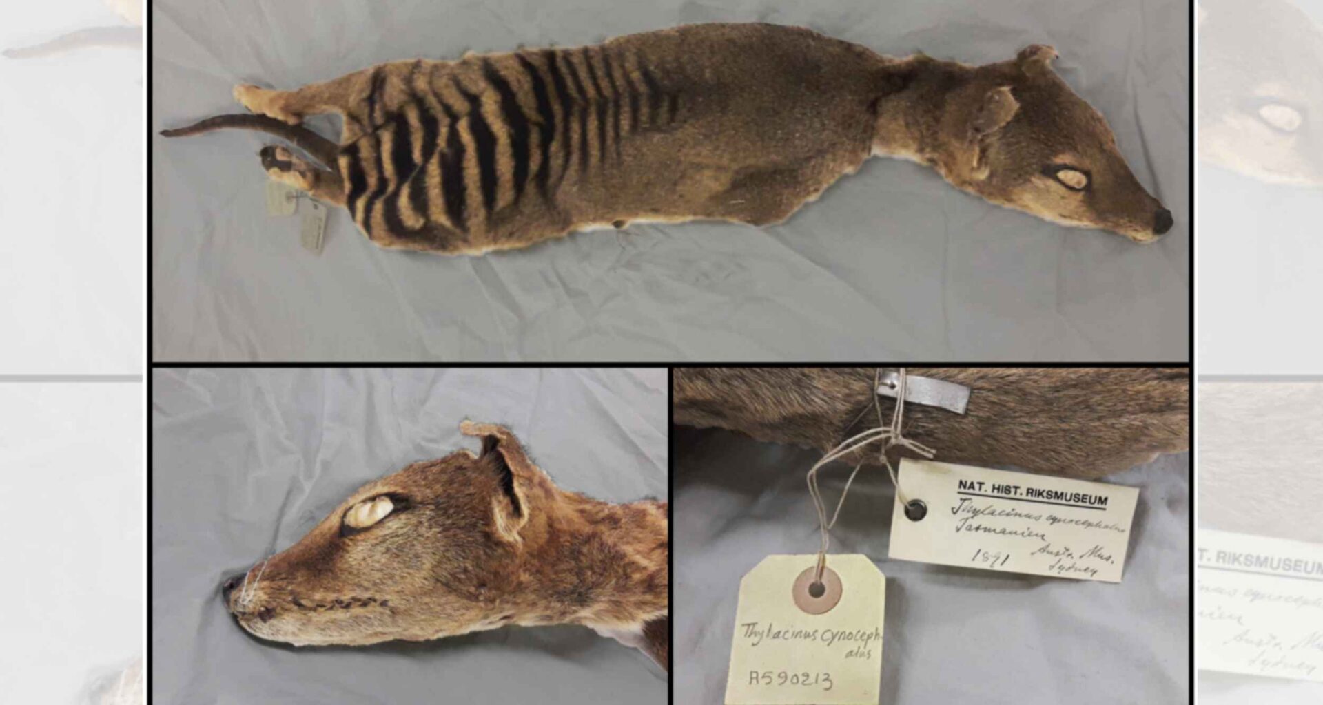 Scientists retrieve RNA from an extinct animal, marking a first in genetics research