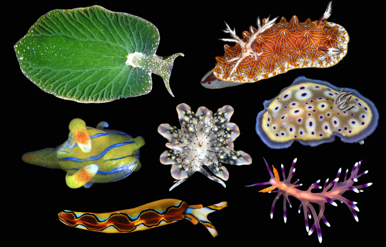 Don’t Let Their Name Fool You—Sea Slugs Are Awesome