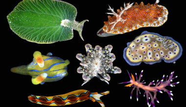 Don’t Let Their Name Fool You—Sea Slugs Are Awesome