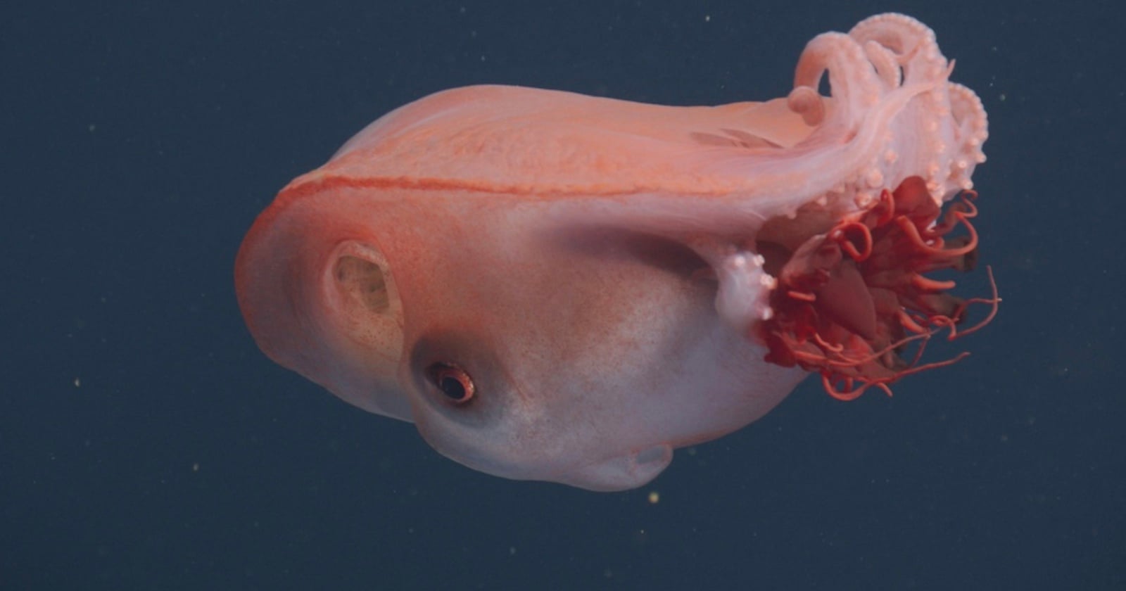 A pink and translucent dumbo octopus swims in dark blue water, with its large fins resembling ears and its tentacles spread out behind it.