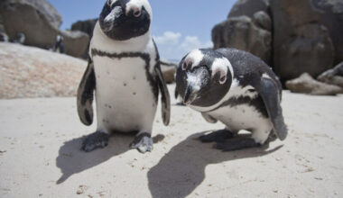 Two African penguins look into the camera.