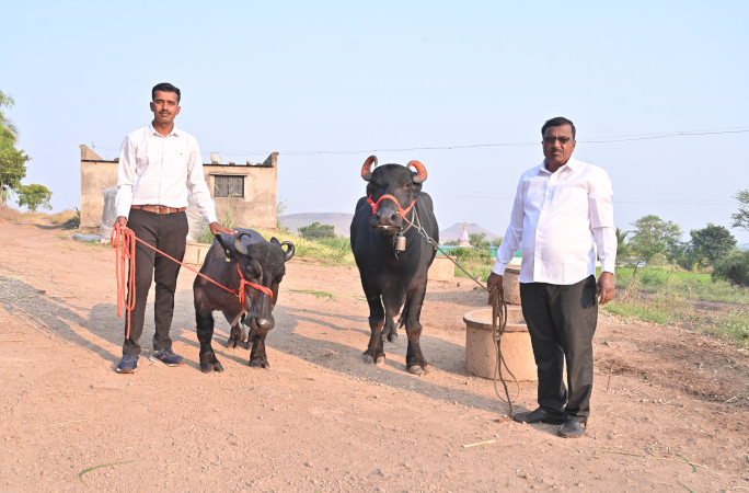 Radha with a larger water buffalo
