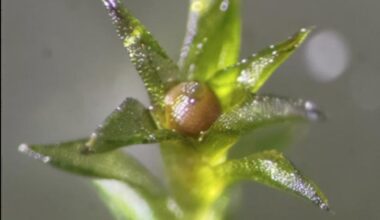 Moss survived in space: Closeup of tiny green plant with spiky, pointed leaves and a round bulb in the center.