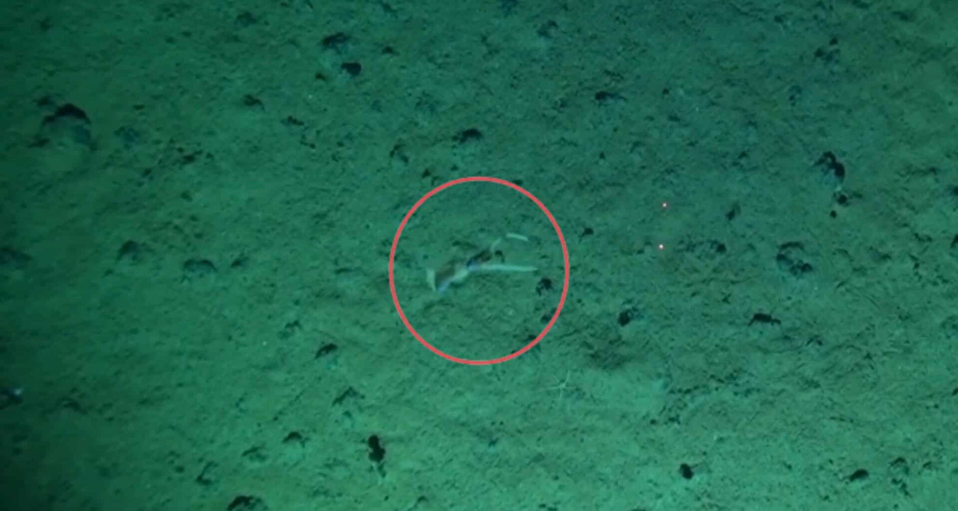 Squid Swimming 13,000 Feet Below In The Pacific