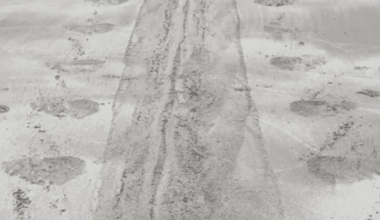 Strange Tracks In The Sand Lead To Massive, Rare Living Giant