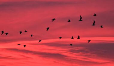 A flock of birds flies in silhouette against a vivid red and pink sky at sunset, with clouds streaking across the background.