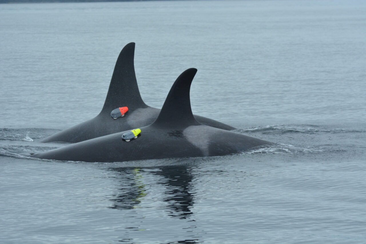 Tagged Killer Whales