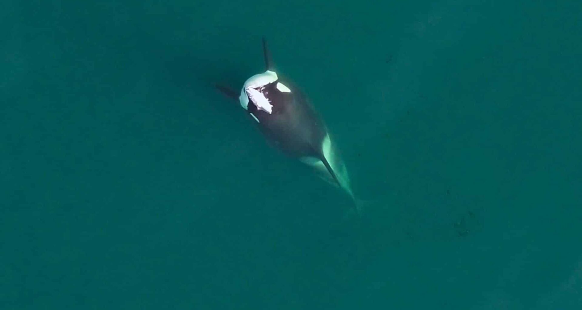 This Fish On Head Behaviour Just Returned To The Orca World