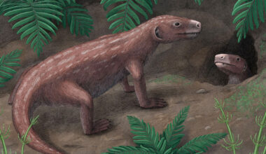 Fossil study rewrites timeline of evolution of hearing in mammals