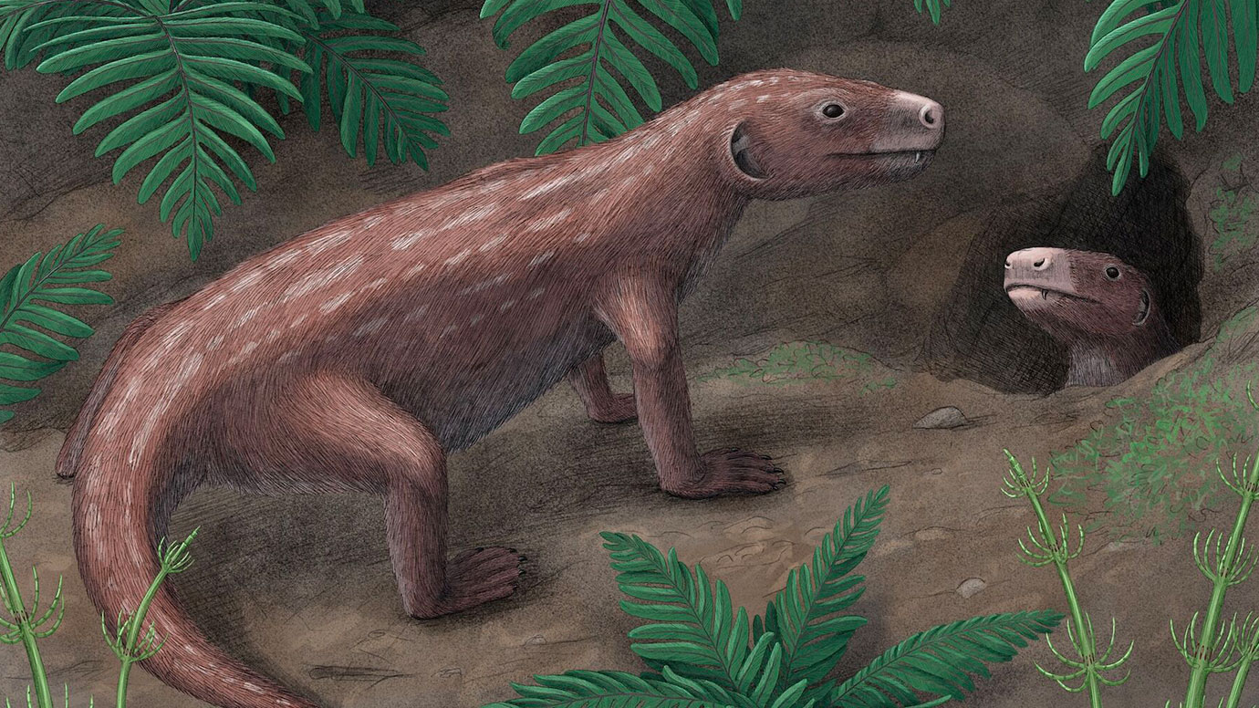 Fossil study rewrites timeline of evolution of hearing in mammals