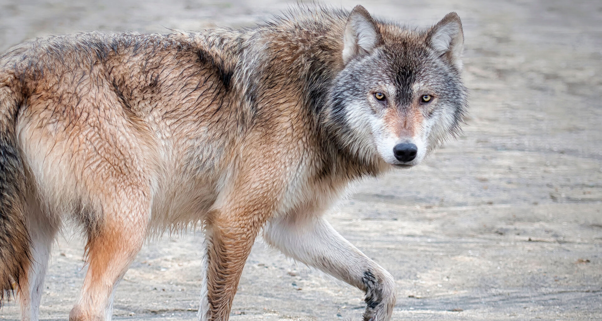 Mercury Rising - bioGraphic