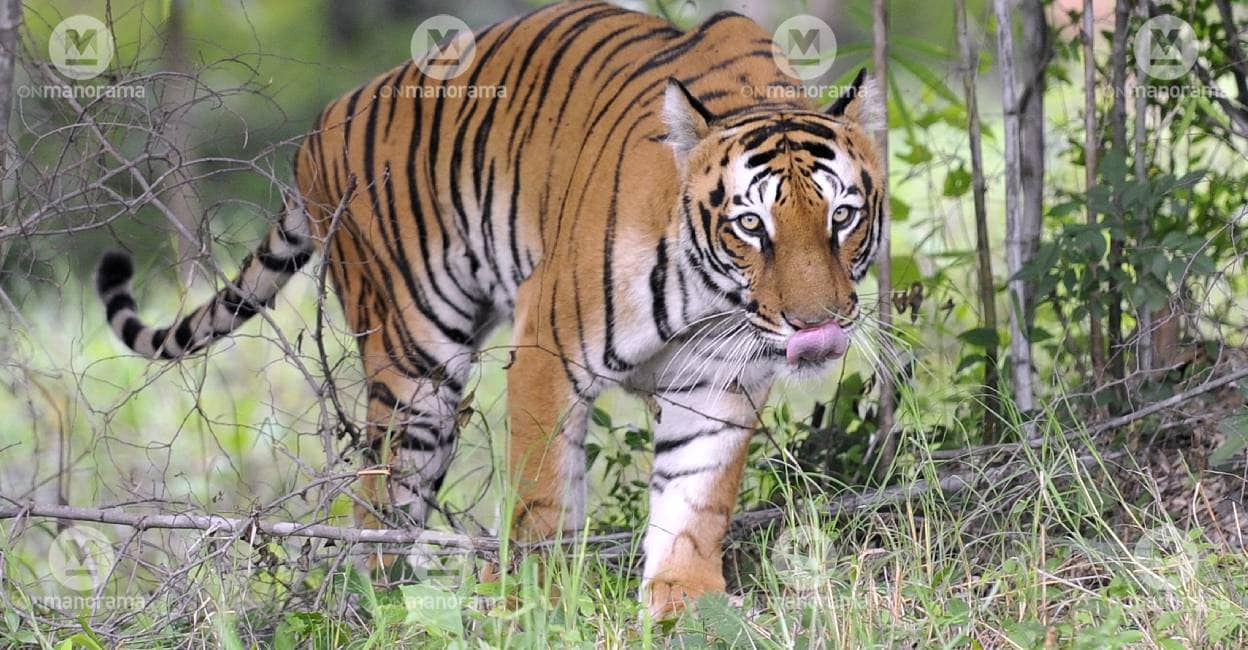 Representational Image: Manorama Archives