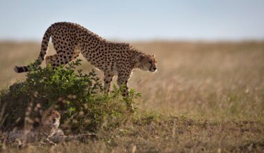 How a sperm bank might save cheetahs from extinction