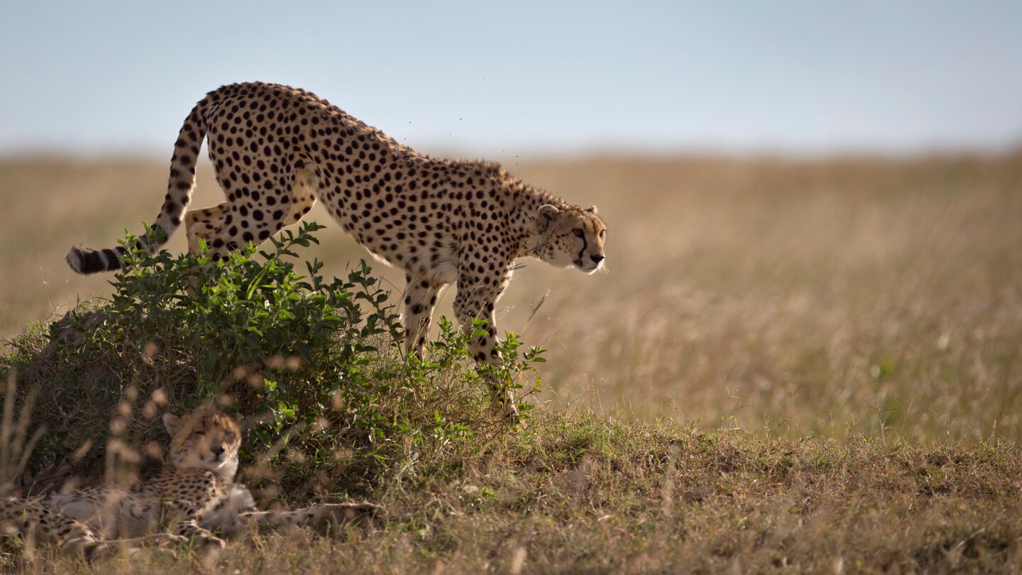How a sperm bank might save cheetahs from extinction