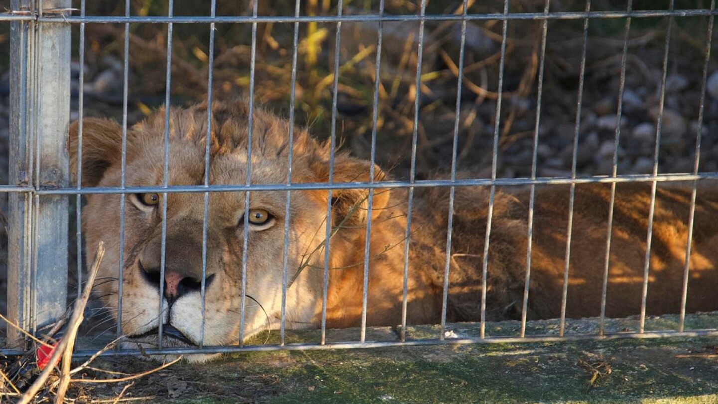 Lion and bear kept as pets in Albania find new homes in German wildlife sanctuaries