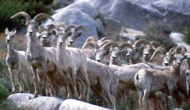 California wildlife officials quietly shift on killing a high-profile predator