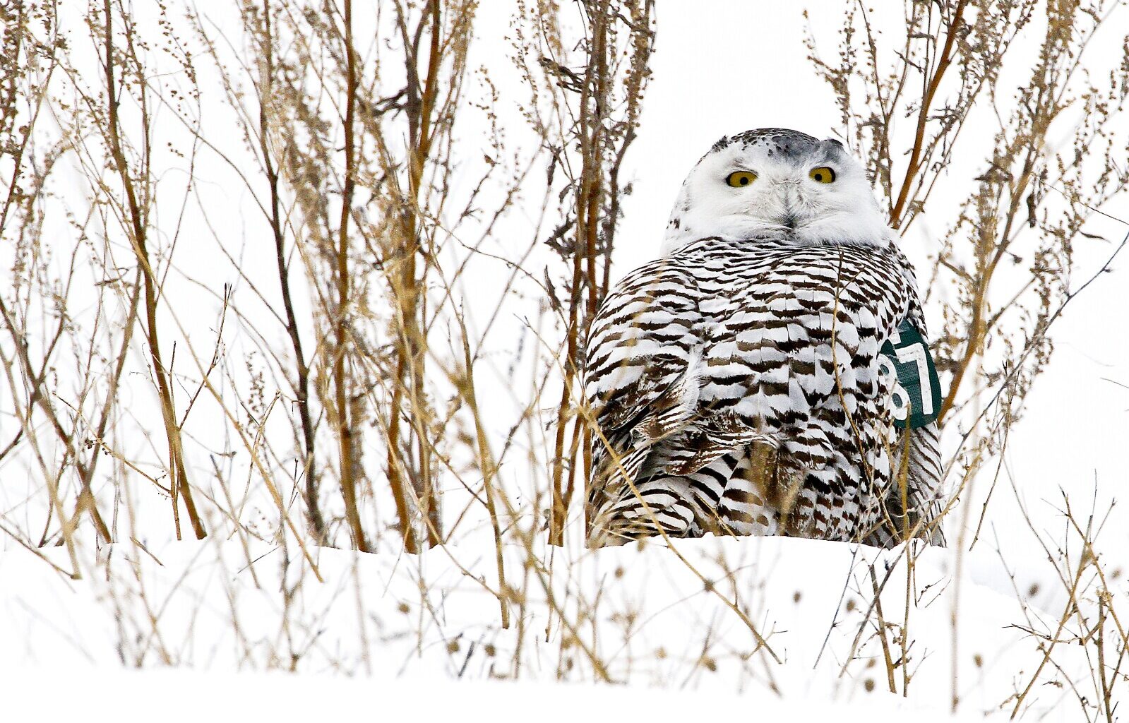 Ask the Master Naturalist: Minnesota hosts a variety of owls — both native and visitors alike - Brainerd Dispatch