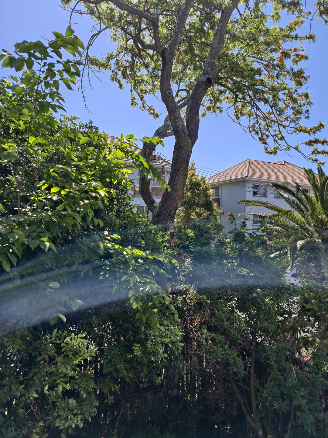 vivo X200 Pro glare scaled