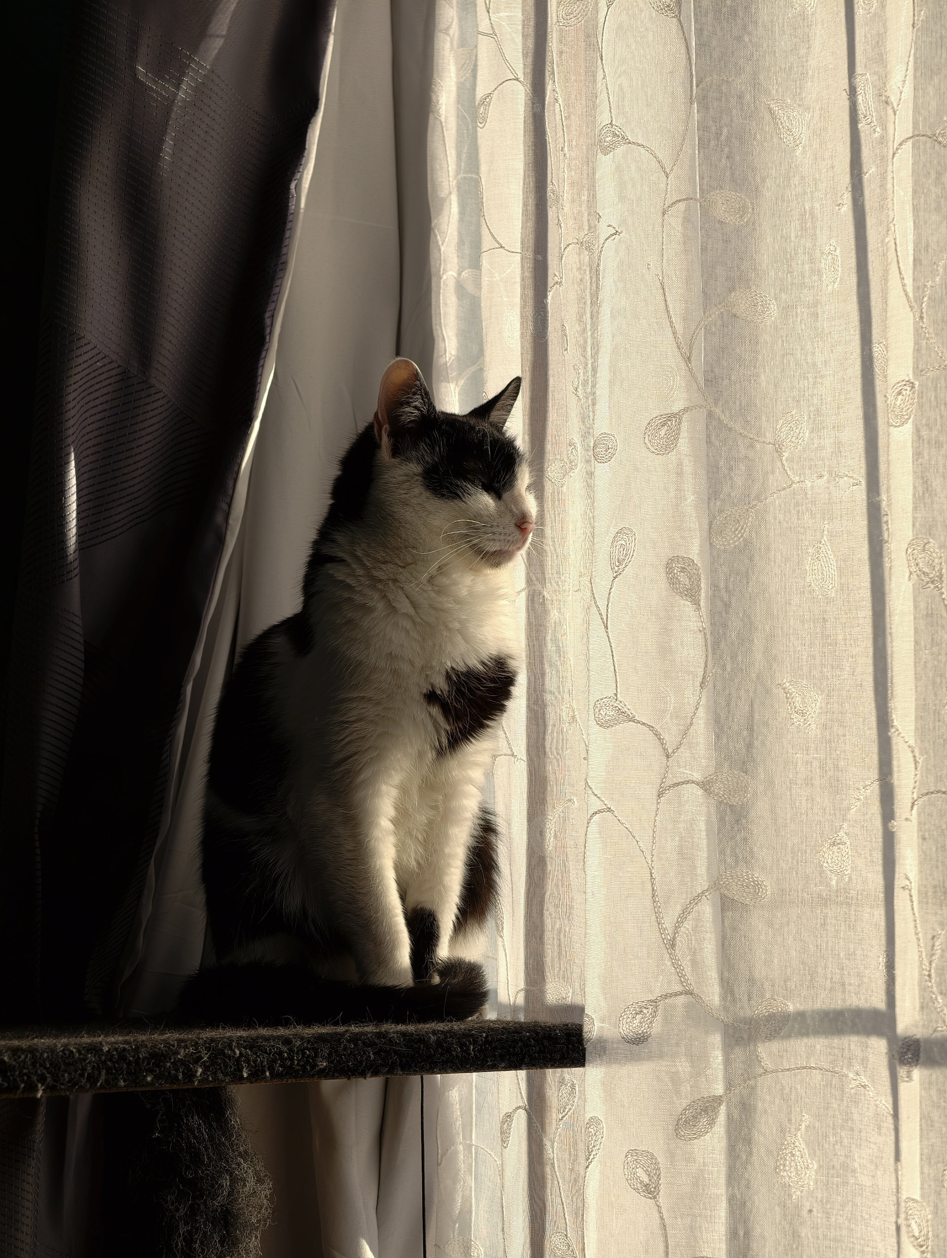 vivo X300 Pro cat 85mm raw lighting off