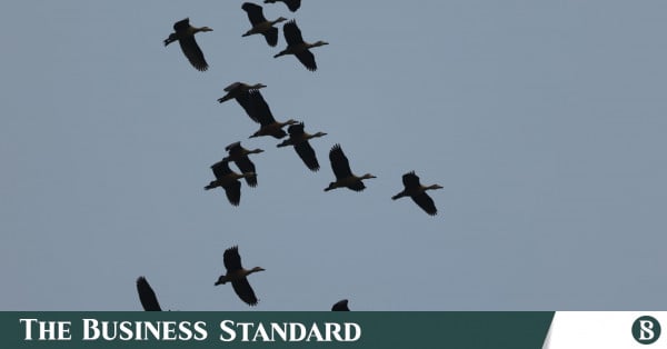 What's behind the decline of wintering ducks at Jahangirnagar University?