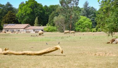 Staff at an English wildlife park recorded the birth of a rare white rhino on video.