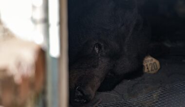Southern California man gets an unwanted housemate: A black bear in his crawl space