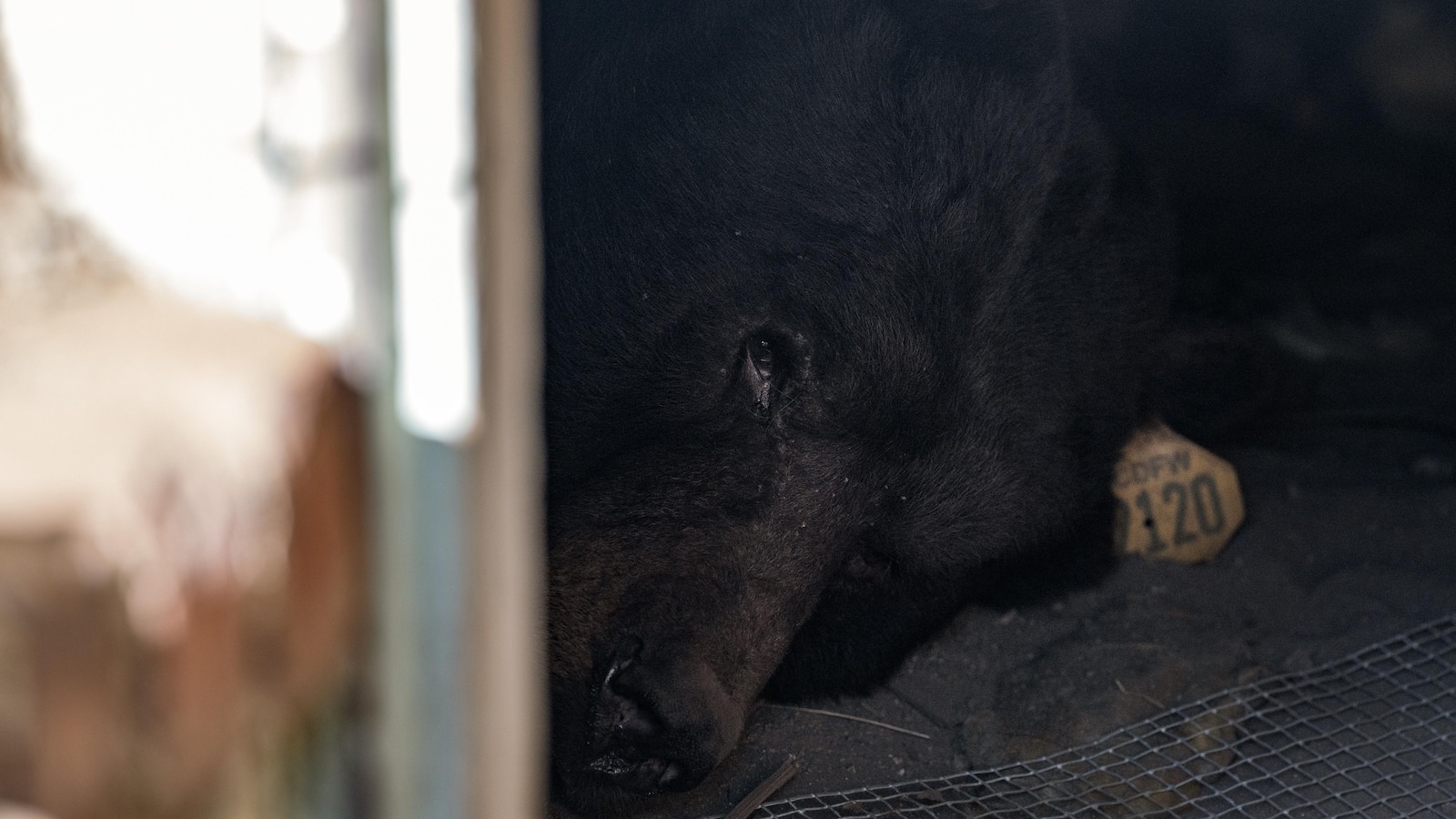 Southern California man gets an unwanted housemate: A black bear in his crawl space