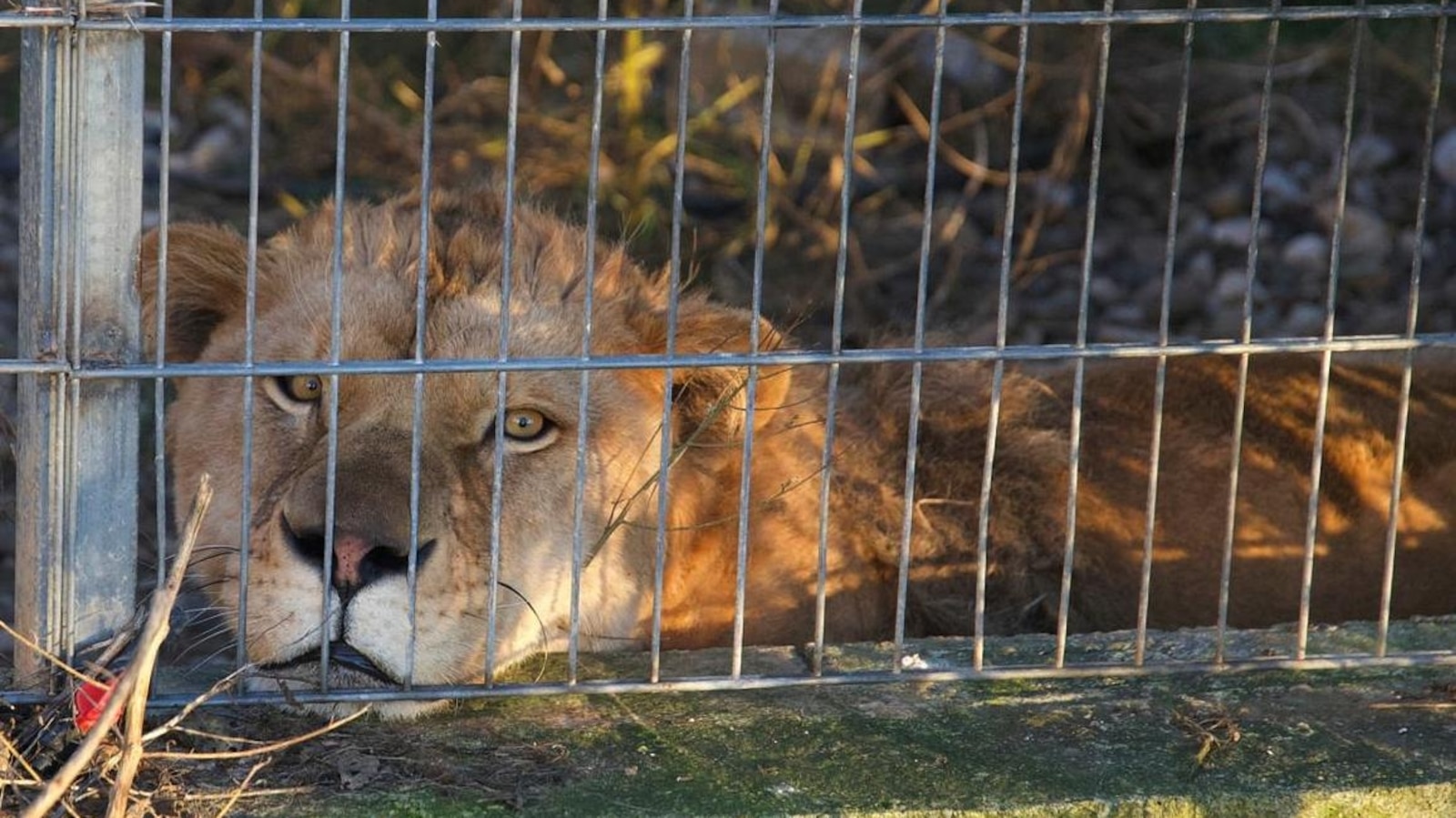 Lion and bear kept as pets in Albania find new homes in German wildlife sanctuaries