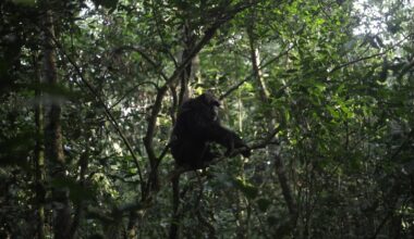 Conservationists connect with chimps in a Ugandan rainforest as they seek a sense of communion