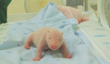 The first giant panda cub born in Indonesia squeals and squirms in park video