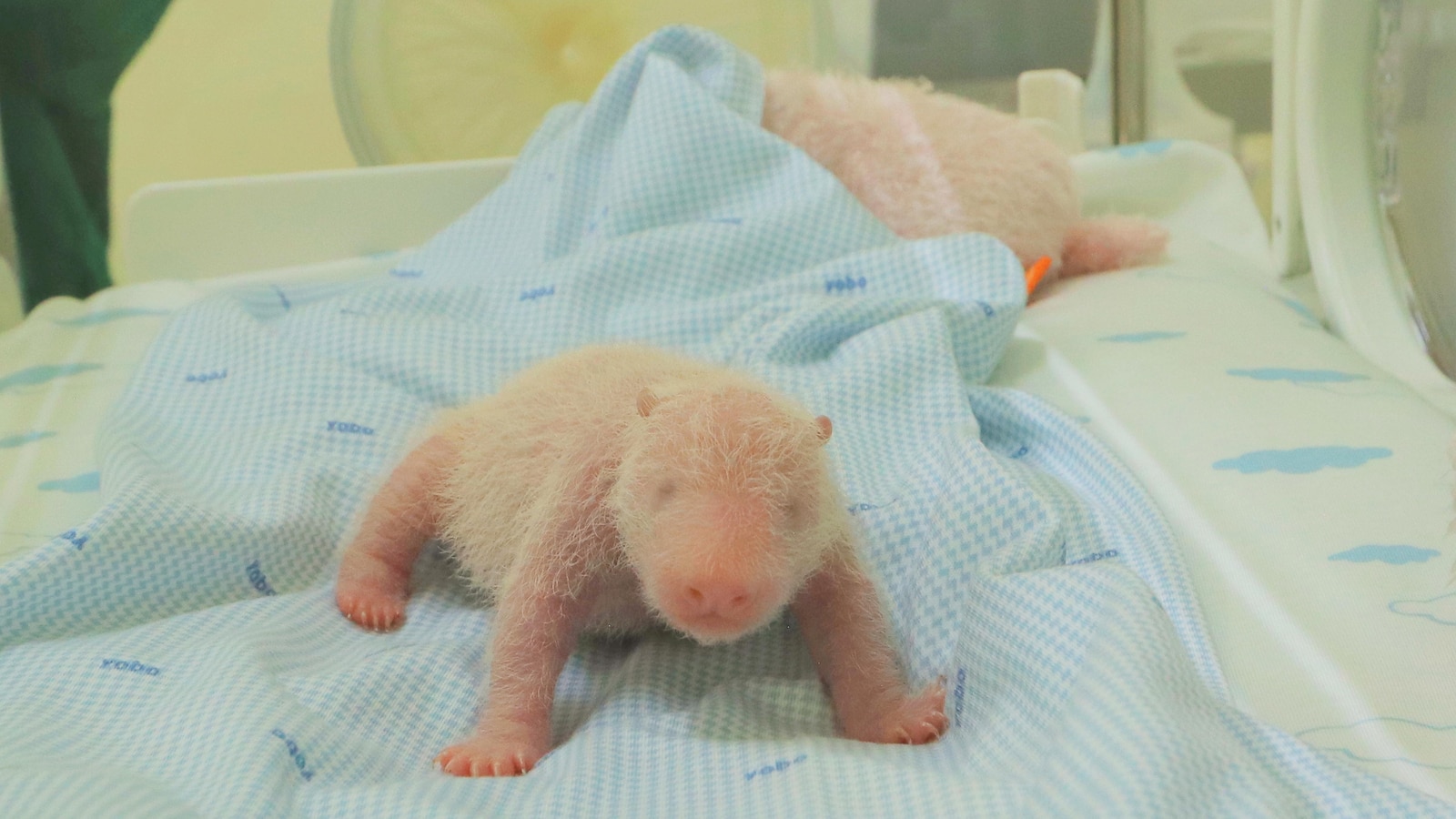 The first giant panda cub born in Indonesia squeals and squirms in park video