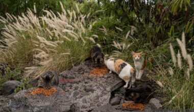 Hawaii's Big Island bans feeding feral cats in an effort to help endangered native species