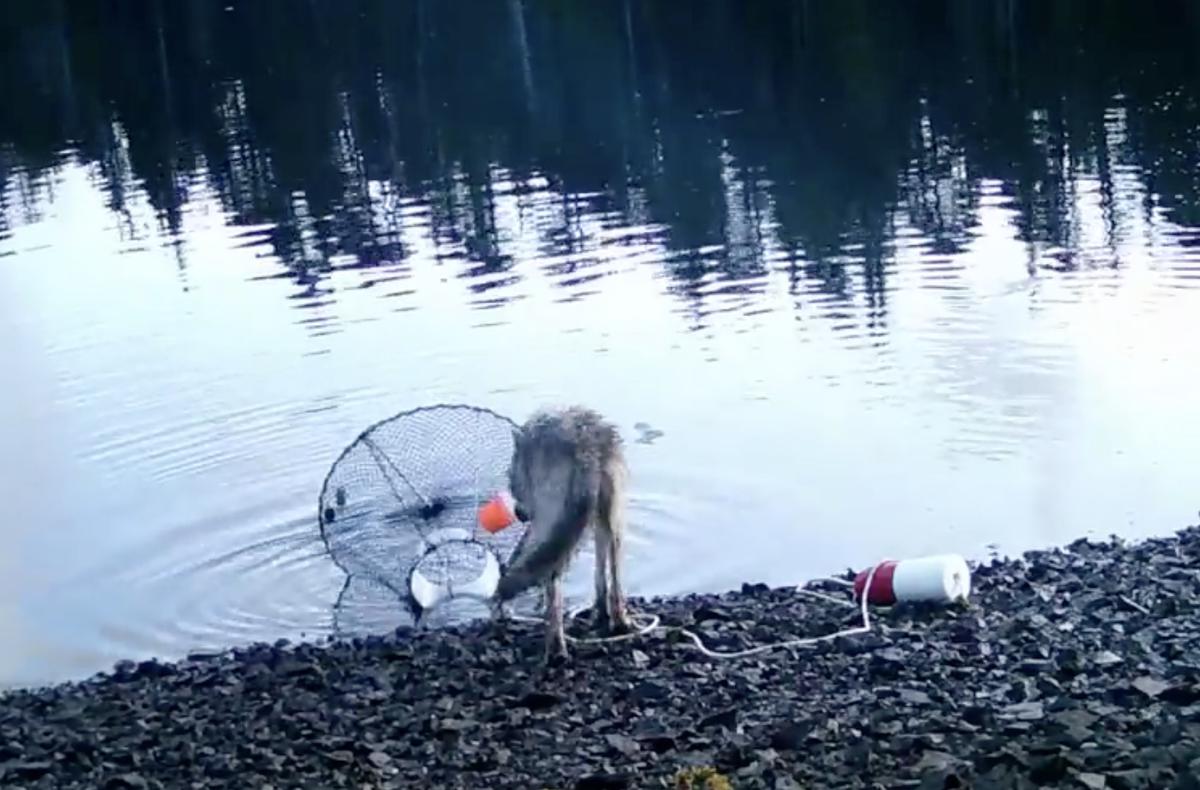 The wolf breaks into the crab trap to get at the bait cup.