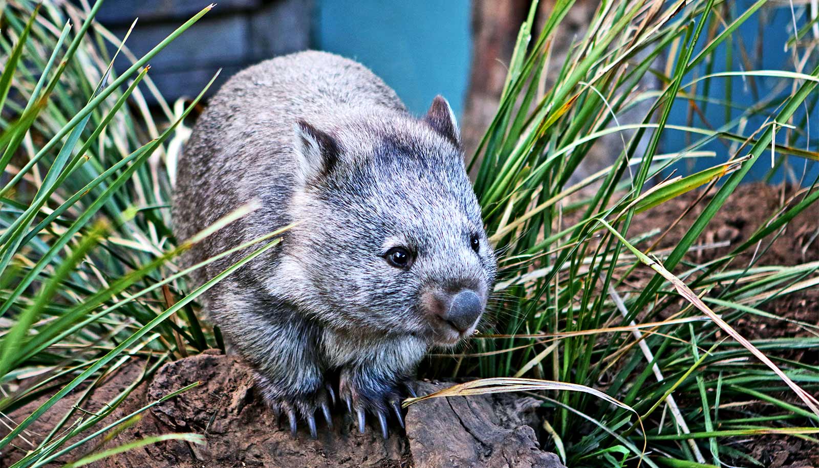 Why do wombats have square poop?