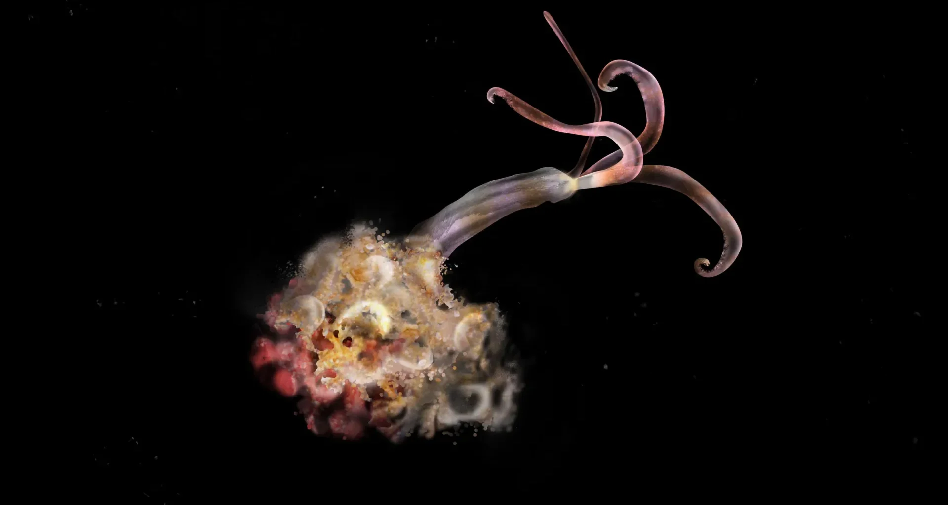 Zombie worms are missing and scientists are alarmed