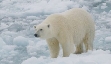 Svalbard polar bears getting fatter despite ice loss