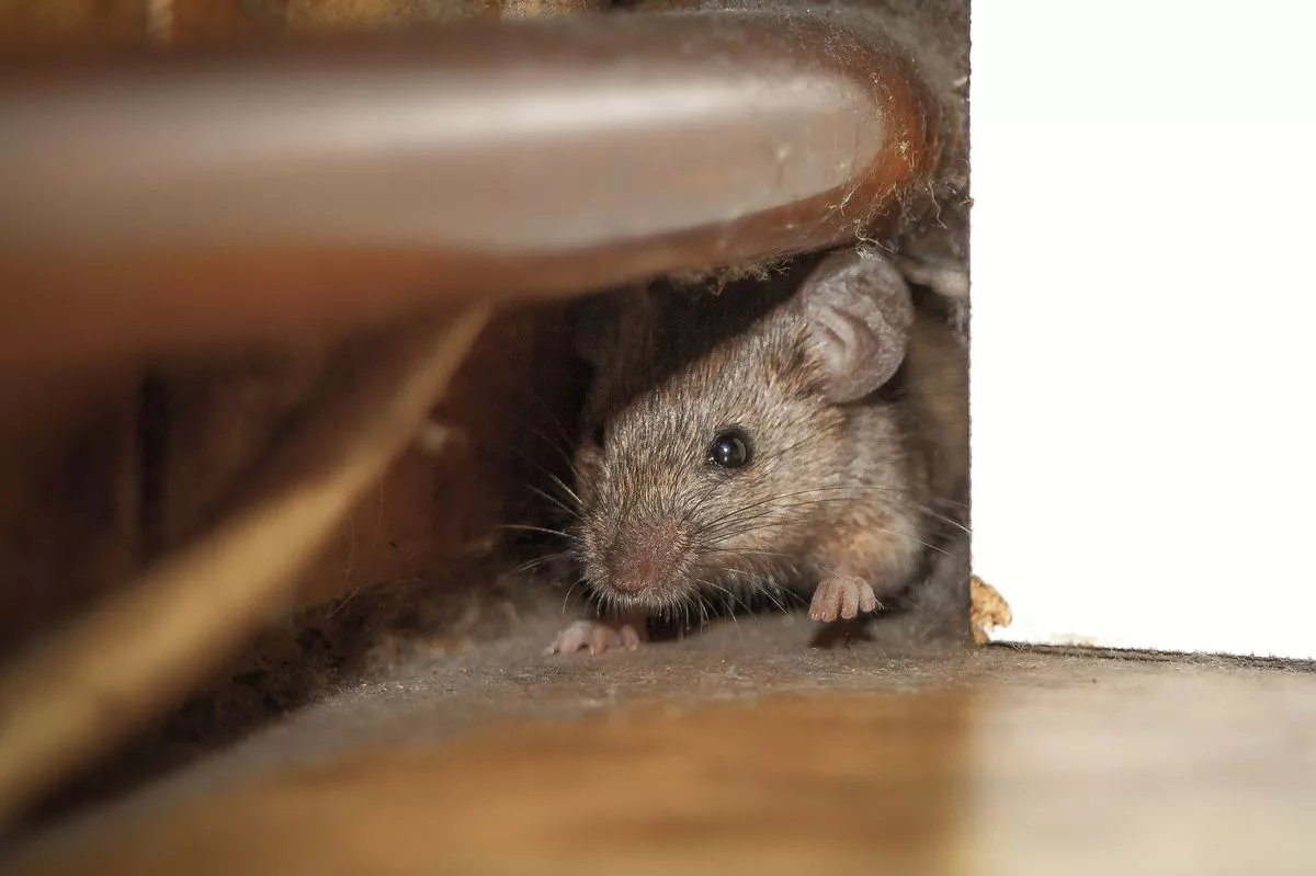 As the weather gets colder, rodents like mice and rats start searching for warm shelter, which can lead them to try to enter your home - stock photo