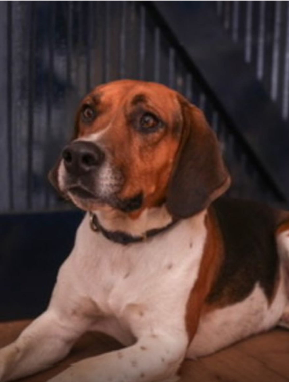 Four-year-old Foxhound Mouse