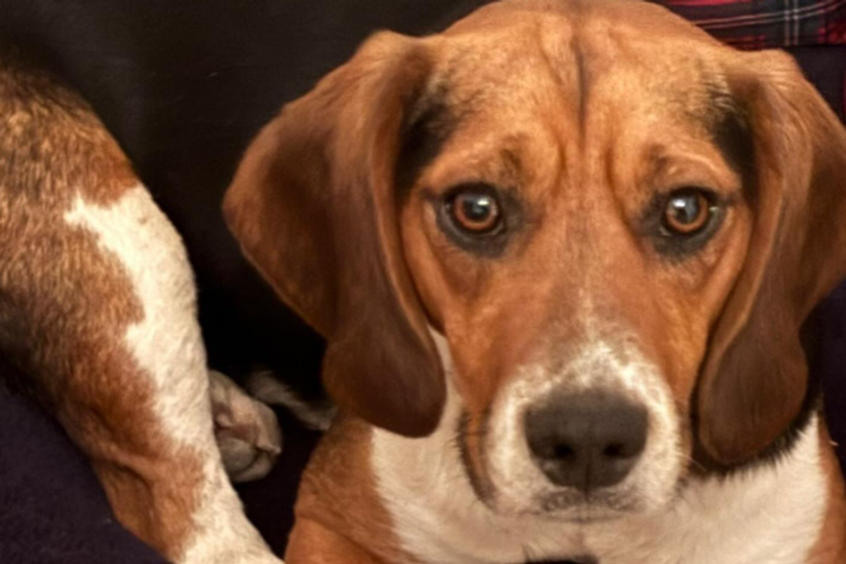 One-and-a-half-year-old Beagle, Rupert